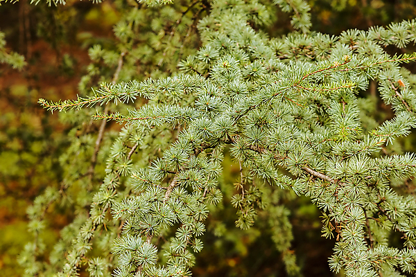 포토 JPG 해외이미지 나무 계절 공원 여행 잎 오렌지 자연 산 사람없음 야외 초록색 빛 노란색 환경 낭만 나뭇가지 황금 숲 속도 상록수 내추럴 전국 해외포토 식물 공공시설 컬러 컨셉 과일 생태계 파일형식 이미지허브