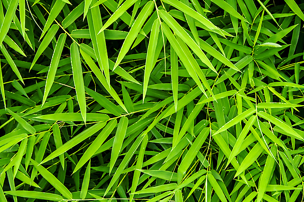 포토 JPG 해외이미지 나무 식물 선 백그라운드 잎 패턴 자연 사람없음 장식 초록색 일본 나뭇가지 신선 대나무 원예 내추럴 생태학 국경 해외포토 교육 아시아 컬러 무늬 취미 생태계 파일형식 이미지허브