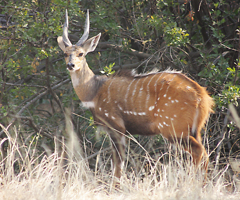 포토 JPG 해외이미지 주간 한마리 응시 야생동물 초식동물 사람없음 야외 나뭇가지 풀 영양_동물 해외포토 자연요소 나무 식물 동물 1 시선 파일형식 이미지허브
