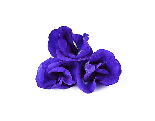 포토 JPG 해외이미지 식물 꽃잎 꽃 아시아 음료 꽃무늬 농업 자연 건강 요리 동양인 사람없음 야외 치료 초록색 파란색 약 홈페이지 남색 허브 원예 완두콩 포도나무 아이비 샴푸 내추럴 고립 린스 영원 적자 해외포토 나라 산업 컬러 무늬 의학 콩 인종 취미 위생용품 과일나무 생태계 파일형식 이미지허브