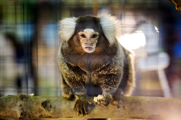 포토 JPG 해외이미지 나무 동물 척추동물 1 응시 야생동물 백그라운드 포유류 가족 자연 생물 털 동물원 종류 사랑 사람없음 목재 갈색 머리 정원 미국 흰색 원숭이 아기 잡기 그룹 숲 작음 모피 꼬리 오르기 멸종 브라질 유인원 남쪽 브라질사람 해외포토 식물 시선 감정 컬러 북아메리카 재료 관계 모션 사람 신체부위 남아메리카 크기 방향 생태계 파일형식 이미지허브