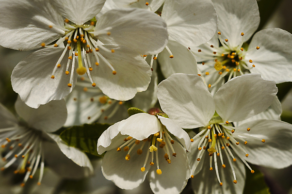 포토 JPG 해외이미지 나무 식물 계절 공원 꽃잎 꽃 백그라운드 꽃무늬 자연 사람없음 정원 일본 봄 벚꽃 흰색 나뭇가지 신선 개화 체리 닫기 사과 과수원 4월 원예 부드러움 내추럴 해외포토 공공시설 아시아 컬러 무늬 농업 과일 모션 취미 감각 날짜 생태계 파일형식 이미지허브