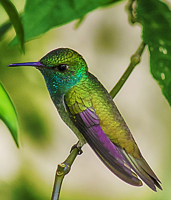 포토 JPG 해외이미지 주간 한마리 야생동물 조류 사람없음 야외 아웃포커스 나뭇가지 해외포토 자연요소 나무 동물 1 촬영기법 파일형식 이미지허브