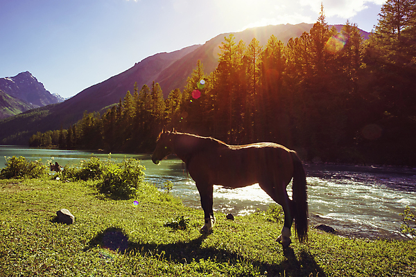 포토 JPG 해외이미지 동물 구름 계절 공원 유럽 호수 여행 백그라운드 자연 하늘 휴가 산 풍경 초원 사람없음 야외 목재 초록색 물 여름 강 반사 평화 일출 하이킹 가을 전원 정상 땅 러시아 북쪽 시베리아 전국 절정 해외포토 자연요소 나무 공공시설 나라 컬러 컨셉 재료 레저 노을 전기에너지 방향 생태계 파일형식 이미지허브