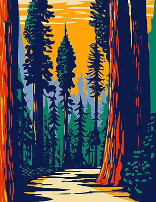 JPG 해외이미지 나무 일러스트 자연 국립공원 사람없음 그림 캘리포니아 숲길 카툰스타일 울창 해외일러스트 식물 공원 길 미국 생태계 파일형식 이미지허브