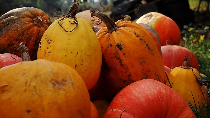 포토 JPG 해외이미지 접시 음식 조각 백그라운드 채소 오렌지 과일 호박 추상 실내 미술 사람없음 쌓기 마을 할로윈 흰색 그룹 사발 맛 정상 큼 다발 가득함 질감 고립 채식주의자 많음 해외포토 식기 컬러 컨셉 무늬 모션 문화예술 내부 사기그릇 크기 채식 파일형식 이미지허브