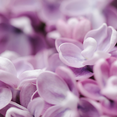 포토 JPG 해외이미지 식물 계절 공원 꽃잎 꽃 분홍색 백그라운드 꽃무늬 자연 휴가 사람없음 야외 초록색 컬러풀 뷰티 새싹 환경 정원 맑음 보라색 봄 펼침 성장 벚꽃 나뭇가지 신선 오픈 신용카드 개화 원예 라일락 내추럴 해외포토 나무 공공시설 컬러 무늬 모션 날씨 취미 금융 생태계 파일형식 이미지허브