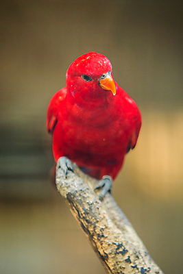 포토 JPG 해외이미지 스튜디오촬영 동물 척추동물 한마리 야생동물 조류 사람없음 옆모습 빨간색 세로 파란색 닫기 깃털 흰배경 부리 앵무새 고립 대가리 잉꼬 혼자 해외포토 1 뷰포인트 컬러 백그라운드 모션 실내 흰색 파일형식 이미지허브