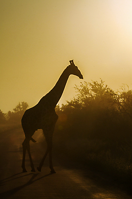 포토 JPG 해외이미지 동물 실루엣 야생동물 오렌지 포유류 아프리카 자연 아침 국립공원 사람없음 세로 태양 일출 황혼 일몰 새벽 황무지 보호 기린 사파리 남아프리카 보츠와나 보호구역 세피아 해외포토 주간 자연요소 공원 나라 컨셉 과일 촬영기법 노을 생태계 구역 파일형식 이미지허브