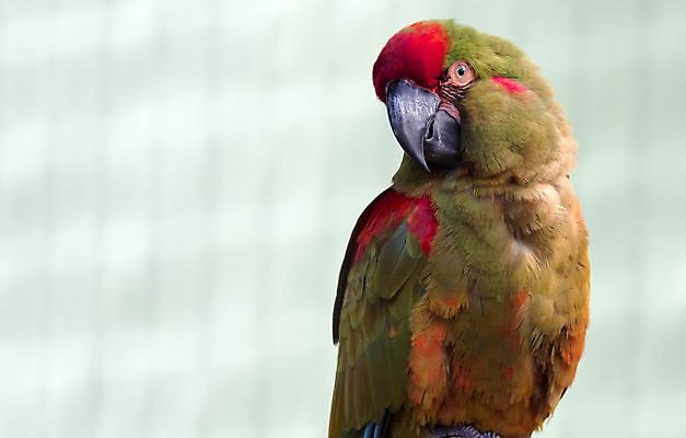 포토 JPG 해외이미지 한마리 자연 근접촬영 사람없음 빨간색 초록색 앵무새 해외포토 1 뷰포인트 컬러 조류 생태계 파일형식 이미지허브