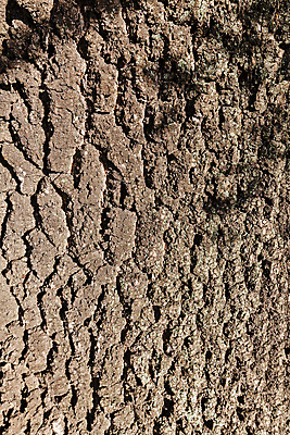 포토 JPG 해외이미지 나무 계절 공원 여행 잎 자연 산 이끼 풍경 초원 사람없음 야외 초록색 빛 노란색 환경 낭만 껍질 가을 황금 숲 묘사 속도 질감 나무껍질 내추럴 옛날 전국 해외포토 식물 공공시설 컬러 컨셉 생태계 파일형식 이미지허브