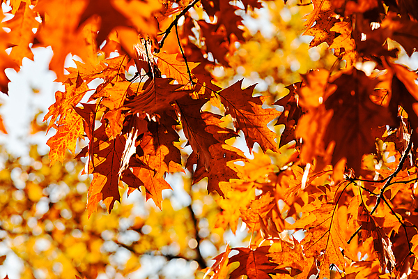포토 JPG 해외이미지 나무 식물 디자인 계절 꽃 백그라운드 발 자연 건강 손바닥 미술 사람없음 초록색 컬러풀 정원 못 플랫 이슬 원예 질감 조경 부드러움 광택 페디큐어 해외포토 손 컬러 문화예술 취미 신체부위 뷰티 공구 감각 생태계 파일형식 이미지허브