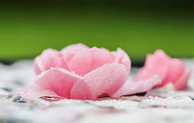 포토 JPG 해외이미지 식물 디자인 꽃잎 꽃 분홍색 백그라운드 꽃무늬 자연 휴가 휴식 사랑 사람없음 물 빛 뷰티 장미 환경 정원 축제 스파 낭만 벚꽃 흰색 물방울 신선 화려 개화 선택 떨어짐 보케 아로마 부드러움 아로마테라피 내추럴 창백 블러 파스텔톤 해외포토 자연요소 감정 컬러 컨셉 무늬 감각 생태계 테라피 파일형식 이미지허브