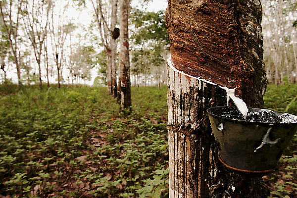 포토 JPG 해외이미지 나무 식물 산업 커피 농업 자연 주사기 사람없음 농작물 농장 수확 신선 액체 농부 숲 고무 잡동사니 내추럴 라텍스 수집가 해외포토 직업 음료 의료기기 생태계 파일형식 이미지허브