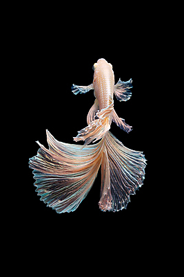 포토 JPG 해외이미지 한마리 검은배경 어류 사람없음 베이지색 베타 해외포토 1 컬러 백그라운드 검은색 수중동물 파일형식 이미지허브