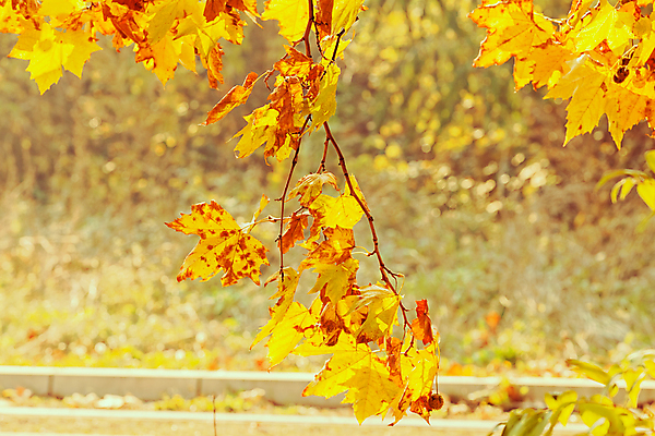 포토 JPG 해외이미지 나무 식물 계절 공원 백그라운드 단풍 잎 오렌지 자연 벽지 사람없음 야외 빛 태양 노란색 환경 맑음 일몰 활발 나뭇가지 황금 숲 질감 내추럴 해외포토 자연요소 공공시설 컬러 컨셉 과일 날씨 노을 생태계 파일형식 이미지허브
