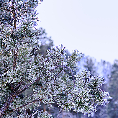 포토 JPG 해외이미지 나무 식물 계절 백그라운드 겨울 자연 하늘 풍경 사람없음 야외 초록색 파란색 뷰티 냉동 추위 흰색 나뭇가지 소나무 바늘 숲 서리 상록수 침엽수 전나무 내추럴 가문비나무 해외포토 컬러 도구 생태계 파일형식 이미지허브