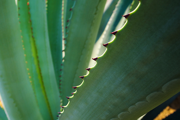 포토 JPG 해외이미지 식물 꽃 화초 백그라운드 잎 패턴 자연 표면 사람없음 장식 초록색 환경 정원 흰색 신선 가시 질감 리빙 내추럴 왁스 이국적 해외포토 컬러 무늬 생태계 파일형식 이미지허브