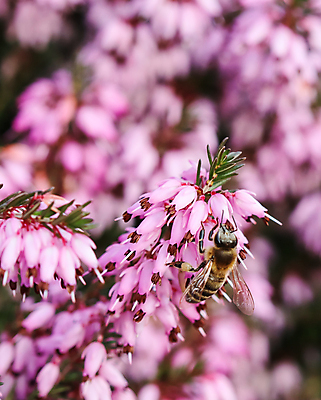 포토 JPG 해외이미지 식물 계절 꽃잎 꽃 분홍색 백그라운드 겨울 꽃무늬 자연 휴가 사람없음 야외 환경 정원 맑음 보라색 봄 성장 벚꽃 나뭇가지 신선 작업 개화 4월 원예 상록수 내추럴 해외포토 나무 컬러 무늬 날씨 취미 날짜 생태계 파일형식 이미지허브