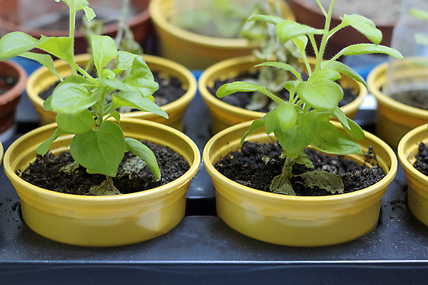 포토 JPG 해외이미지 식물 꽃 화분 꽃무늬 농업 채소 자연 유리 실내 씨앗 사람없음 건물 장식 초록색 새싹 환경 정원 흙 봄 성장 흰색 신선 닫기 냄비 삽 유기농 원예 내추럴 모종 묘목 온실 그리너리 세련 피튜니아 해외포토 나무 건축물 웰빙 계절 산업 컬러 무늬 모션 재질 취미 내부 솥 생태계 파일형식 트랜드컬러 이미지허브