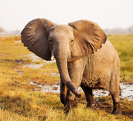 포토 JPG 해외이미지 주간 한마리 야생동물 초식동물 코끼리 사람없음 야외 해외포토 자연요소 동물 1 포유류 파일형식 이미지허브