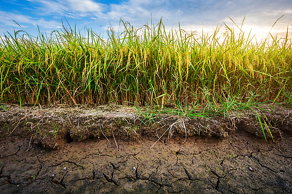 포토 JPG 해외이미지 식물 계절 아시아 음식 백그라운드 밭 농업 태국 자연 하늘 밥 옥수수 사람없음 초록색 파란색 빛 농작물 햇빛 태양 농장 농경지 노란색 일출 환경 맑음 일몰 봄 수확 성장 시골 황금 저녁 숲 낟알 밀 유기농 내추럴 밭일 숙성 수평선 해외포토 자연요소 웰빙 나라 산업 컬러 날씨 곡류 노을 야간 생태계 파일형식 이미지허브