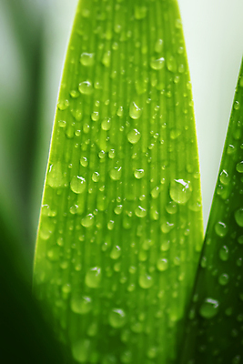 포토 JPG 해외이미지 식물 꽃 줄기 백그라운드 잎 자연 아침 날씨 잔디 사람없음 야외 장식 초록색 물 빛 햇빛 뷰티 반사 환경 정원 봄 거품 젖음 성장 물방울 신선 액체 칼날 떨어짐 이슬 작음 빗방울 허브 순수 블러 해외포토 주간 자연요소 계절 컬러 컨셉 태양 비_날씨 크기 생태계 파일형식 이미지허브