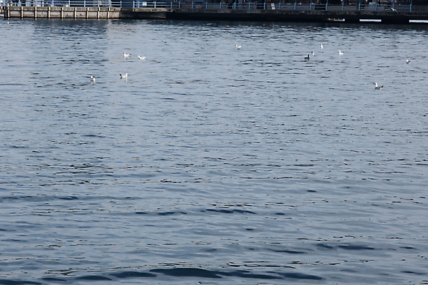 포토 JPG 해외이미지 동물 유럽 호수 야생동물 바다 백그라운드 겨울 날개 자연 갈매기 조류 하늘 낚시 어류 사람없음 야외 물 파란색 강 검은색 자유 도시 큼 깃털 부리 물새 내추럴 동물상 해외포토 자연요소 계절 나라 컬러 컨셉 레저 조형물 수중동물 크기 생태계 파일형식 이미지허브