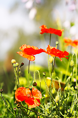 포토 JPG 해외이미지 식물 계절 꽃잎 꽃 꽃다발 백그라운드 꽃무늬 밭 자연 아침 발렌타인데이 사랑 사람없음 빨간색 초록색 뷰티 평화 정원 일몰 봄 벚꽃 신선 잠 개화 군용 양귀비 기념물 내추럴 추모 카피스페이스 해외포토 주간 감정 컬러 컨셉 무늬 농업 데이이벤트 군대 노을 공백 생태계 파일형식 이미지허브