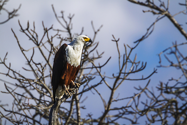 포토 JPG 해외이미지 주간 야생동물 국립공원 사람없음 야외 독수리 흰머리독수리 해외포토 자연요소 동물 공원 조류 파일형식 이미지허브