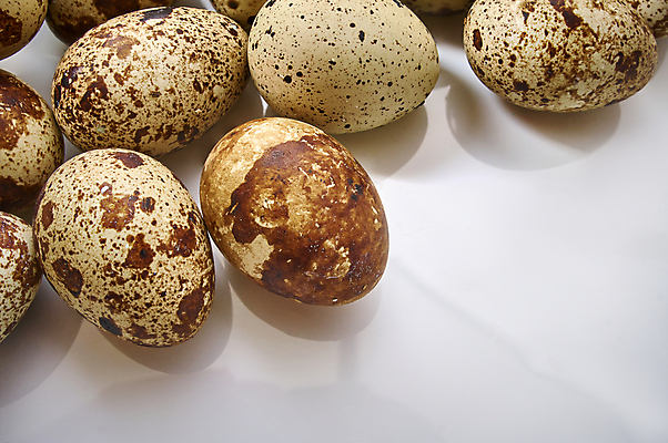 포토 JPG 해외이미지 음식 백그라운드 패턴 다이어트 재료 자연 조류 부활절 건강 요리 사람없음 농장 갈색 계란 식사 봄 껍질 흰색 신선 그룹 아침식사 상품 정상 작음 먹기 에코 유기농 질감 날것 내추럴 단백질 메추리 카피스페이스 해외포토 동물 웰빙 계절 기념일 컬러 무늬 농업 모션 환경 알 공백 크기 생태계 영양소 파일형식 이미지허브