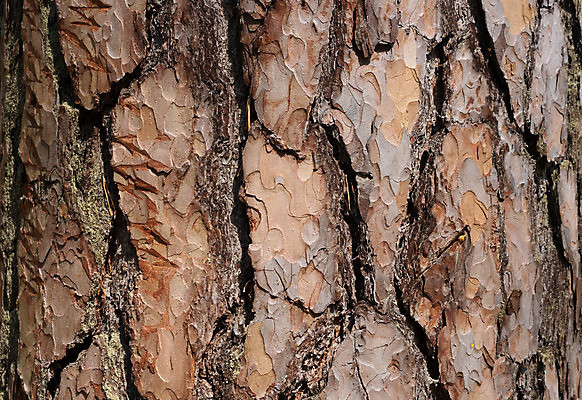 포토 JPG 해외이미지 식물 디자인 선 벽 백그라운드 컨셉 패턴 자연 표면 추상 건조 그림자 사람없음 목재 갈색 회색 껍질 시골 소나무 거친 닫기 잡지 숲 천 피부 묘사 질감 나무껍질 내추럴 그런지 수목 옛날 해외포토 나무 컬러 무늬 재료 모션 신체부위 간행물 직물 생태계 파일형식 이미지허브