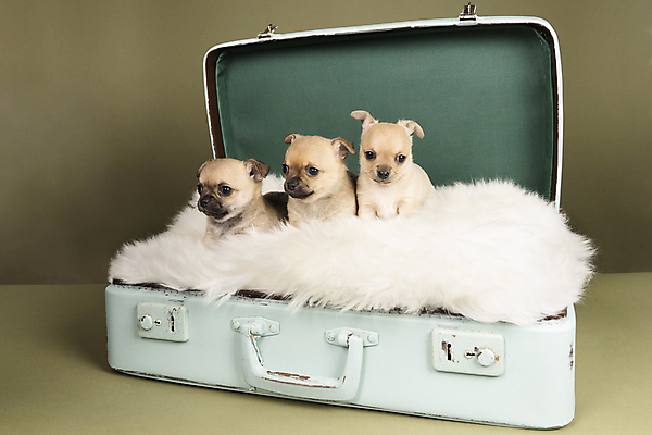 포토 JPG 해외이미지 동물 척추동물 새끼 백그라운드 포유류 가족 털 실내 3 앉기 사람없음 초록색 반려동물 갈색 귀여움 여행가방 흰색 개 강아지 쓰레기 작음 귀 치와와 송곳니 기르기 유래 해외포토 컬러 컨셉 가방 관계 모션 내부 신체부위 치아 크기 돌봄 파일형식 이미지허브