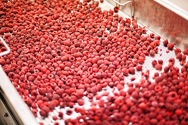 포토 JPG 해외이미지 공장 사람없음 냉동 기계 제조 소프트포커스 산딸기 식품공장 냉동식품 해외포토 음식 과일 공업 촬영기법 파일형식 이미지허브