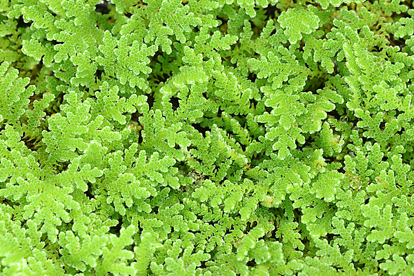 포토 JPG 해외이미지 백그라운드 표면 휴식 스트레스 요정 이끼 사람없음 초록색 물 연못 모기 민물 생태학 양치류 생존 해외포토 자연요소 교육 컬러 컨셉 해충 파일형식 이미지허브