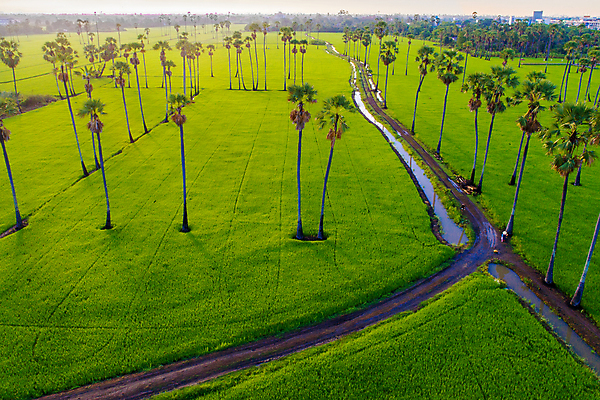 포토 JPG 해외이미지 나무 식물 공원 실루엣 아시아 여행 잎 패턴 농업 태국 자연 하늘 밥 아침 손바닥 동양인 풍경 초원 사람없음 야외 초록색 여름 빛 야자수 태양 뷰티 농장 우주 일출 환경 맑음 일몰 봄 성장 시골 달콤 숲 설탕 질감 코코넛 내추럴 논밭 해외포토 주간 자연요소 손 계절 공공시설 나라 산업 음식 컬러 무늬 밭 과일 날씨 논 촬영기법 인종 노을 맛 생태계 파일형식 이미지허브