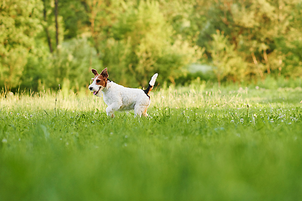 포토 JPG 해외이미지 주간 한마리 반려견 잔디 사람없음 야외 반려동물 산책 강아지 소프트포커스 폭스테리어 해외포토 자연요소 식물 동물 1 휴식 촬영기법 개 테리어 파일형식 이미지허브