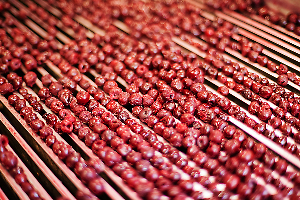 포토 JPG 해외이미지 공장 사람없음 아웃포커스 냉동 기계 체리 제조 일렬 분류 식품공장 냉동식품 해외포토 음식 과일 공업 촬영기법 파일형식 이미지허브