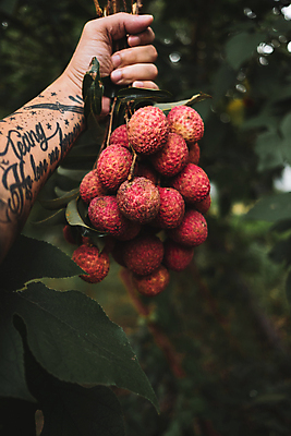 포토 JPG 해외이미지 잎 과일 자연 탁자 사람없음 가로 빨간색 하이앵글 컬러풀 바구니 그룹 해외포토 식물 뷰포인트 컬러 가구 생태계 파일형식 이미지허브