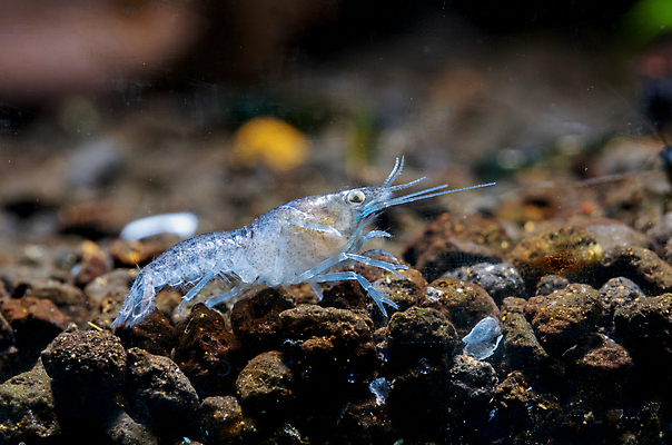 포토 JPG 해외이미지 동물 야생동물 음식 백그라운드 자연 새우 주택 갑각류 이끼 취미 사람없음 장식 물 파란색 빛 컬러풀 환경 수중 흙 줄무늬 껍질 흰색 신선 점 작음 가재 지중해 생물학 탱크 수족관 내추럴 기어가기 민물 발톱 해외포토 자연요소 교육 바다 컬러 무늬 모션 발 건물 크기 생태계 파일형식 이미지허브
