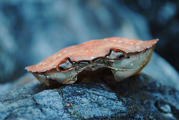 포토 JPG 해외이미지 동물 바다 조개 생물 사람없음 물 게 껍질 죽음 수경재배 해외포토 자연요소 어패류 갑각류 파일형식 이미지허브