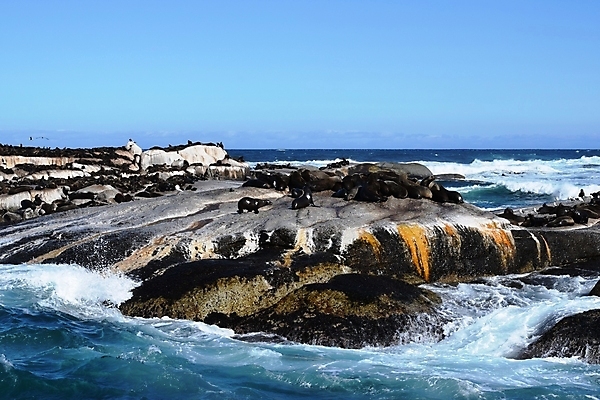 포토 JPG 해외이미지 동물 야생동물 모래 바다 포유류 아프리카 자연 휴식 털 사람없음 물 뷰티 갈색 귀여움 우유 간호사 아기 잠 강아지 빨다 사자 먹이 물개 먹기 지느러미 태평양 에콰도르 대서양 내추럴 나미비아 동물상 생태학 해외포토 자연요소 교육 나라 컬러 컨셉 모션 유제품 사람 반려동물 조형물 바다동물 의료진 남아메리카 개 생태계 남아프리카 파일형식 이미지허브