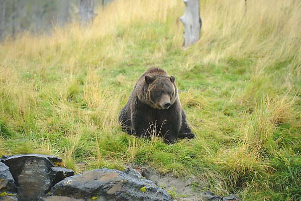 포토 JPG 해외이미지 주간 한마리 야생동물 곰 앉기 사람없음 야외 흑곰 해외포토 자연요소 동물 1 포유류 모션 파일형식 이미지허브