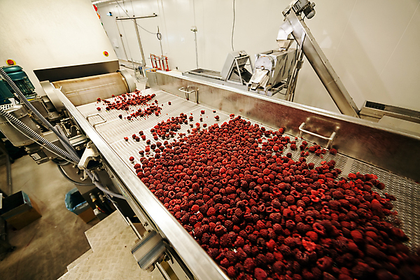 포토 JPG 해외이미지 공장 사람없음 냉동 기계 제조 산딸기 일렬 분류 식품공장 냉동식품 해외포토 음식 과일 공업 파일형식 이미지허브