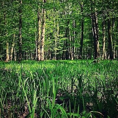 포토 JPG 해외이미지 나무 식물 동물 계절 공원 여행 백그라운드 잎 꽃무늬 밭 자연 아침 휴식 산 건강 풍경 사람없음 야외 목재 빨간색 초록색 여름 빛 햇빛 태양 노란색 평화 환경 버섯 침묵 봄 안개 가을 시골 소나무 숲 큼 명상 장면 내추럴 생태학 해외포토 주간 자연요소 공공시설 교육 꽃 컬러 컨셉 무늬 농업 재료 날씨 소리 크기 생태계 파일형식 이미지허브