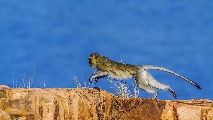 포토 JPG 해외이미지 동물 야생동물 포즈 포유류 모션 아프리카 자연 파노라마 국립공원 사람없음 옆모습 달리기 점프 원숭이 보호 사파리 파란배경 고립 남아프리카 보호구역 해외포토 공원 나라 뷰포인트 백그라운드 컨셉 촬영기법 파란색 생태계 구역 파일형식 이미지허브