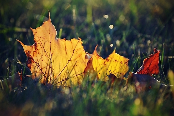 포토 JPG 해외이미지 나무 식물 계절 공원 백그라운드 단풍 잎 패턴 오렌지 자연 벽지 추상 프레임 건조 사람없음 야외 장식 빨간색 초록색 빛 컬러풀 햇빛 태양 갈색 노란색 환경 맑음 활발 덮개 나뭇가지 황금 떨어짐 숲 유기농 질감 보케 내추럴 해외포토 자연요소 웰빙 공공시설 컬러 컨셉 무늬 과일 날씨 뚜껑 생태계 파일형식 이미지허브