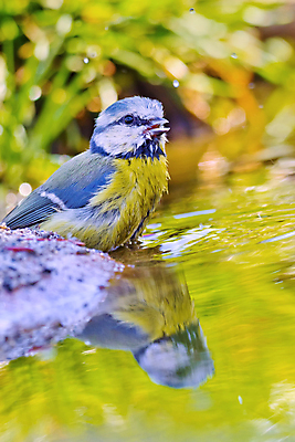 포토 JPG 해외이미지 동물 유럽 야생동물 날개 자연 조류 사람없음 야외 뷰티 환경 목욕 다양 연못 스페인 보호 숲 갈증 깃털 환경보전 생태계 생물학 부리 서식지 동물상 보호구역 생태학 해외포토 교육 나라 다수 컨셉 조형물 청결 사회이슈 구역 파일형식 이미지허브