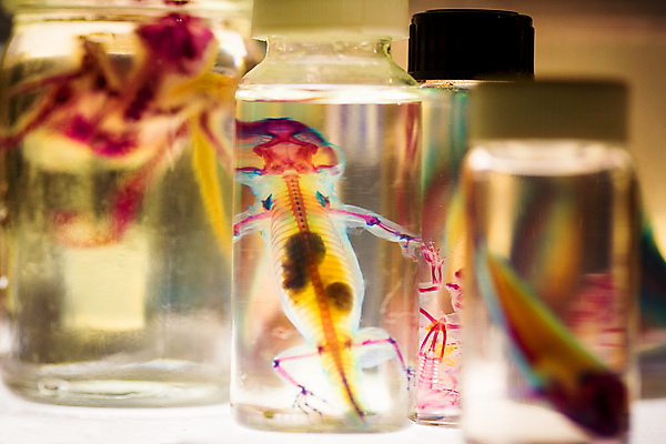 포토 JPG 해외이미지 식물 동물 교육 야생동물 바다 과학 백그라운드 신체 자연 유리 새로움 실험 어류 사람 사람없음 치료 가로 빨간색 학습 스터디 약 장비 광선 흰색 죽음 항아리 가시 보호 악마 수집 오브젝트 대학교 생물학 피클 도마뱀 리빙 옛날 해외포토 컬러 컨셉 의학 학교 파충류 재질 수중동물 도자기 생태계 절임 파일형식 이미지허브