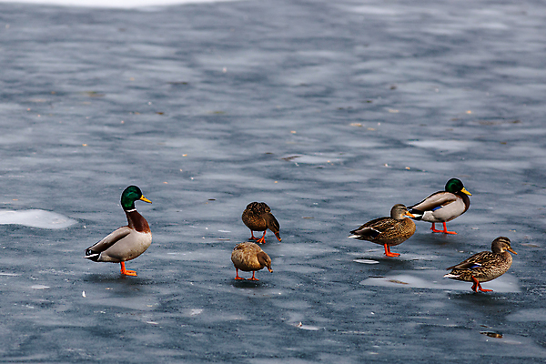 포토 JPG 해외이미지 동물 야생동물 겨울 자연 조류 오리 서기 사람없음 야외 강 냉동 얼음 추위 그룹 물새 청둥오리 고체 해외포토 자연요소 계절 모션 생태계 파일형식 이미지허브